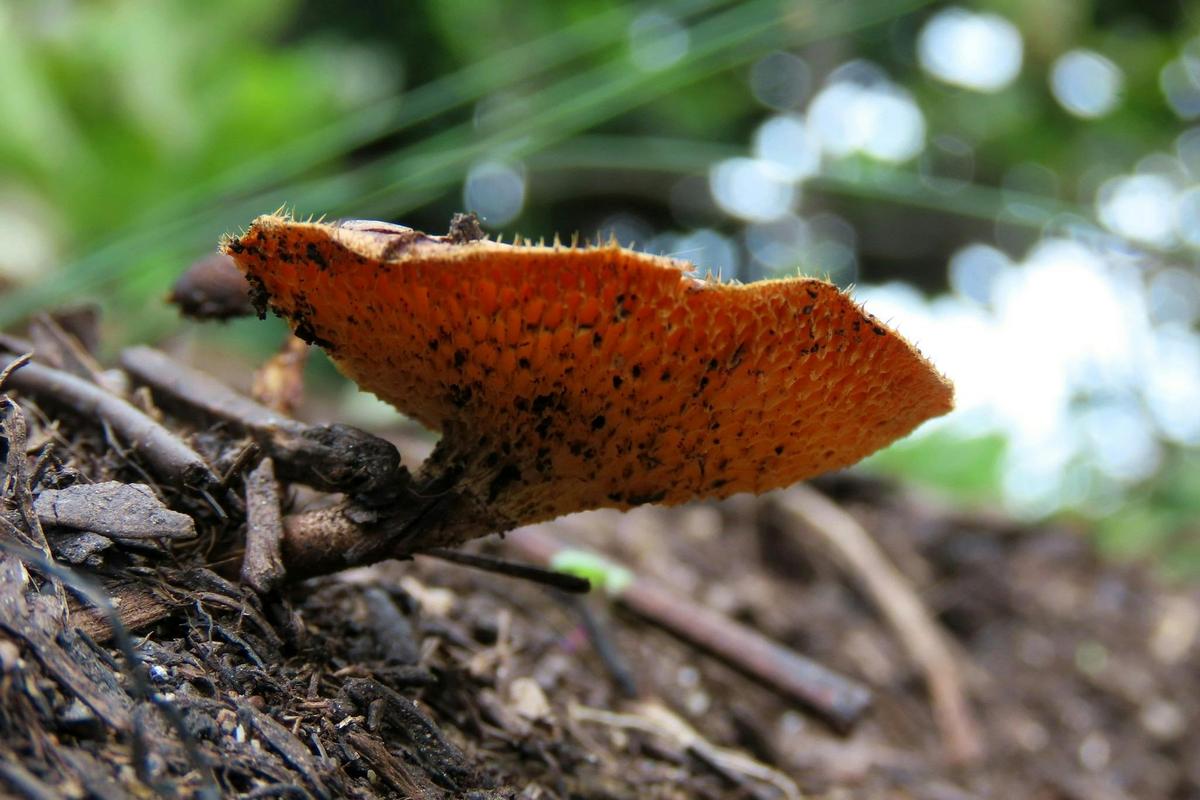 Fungi