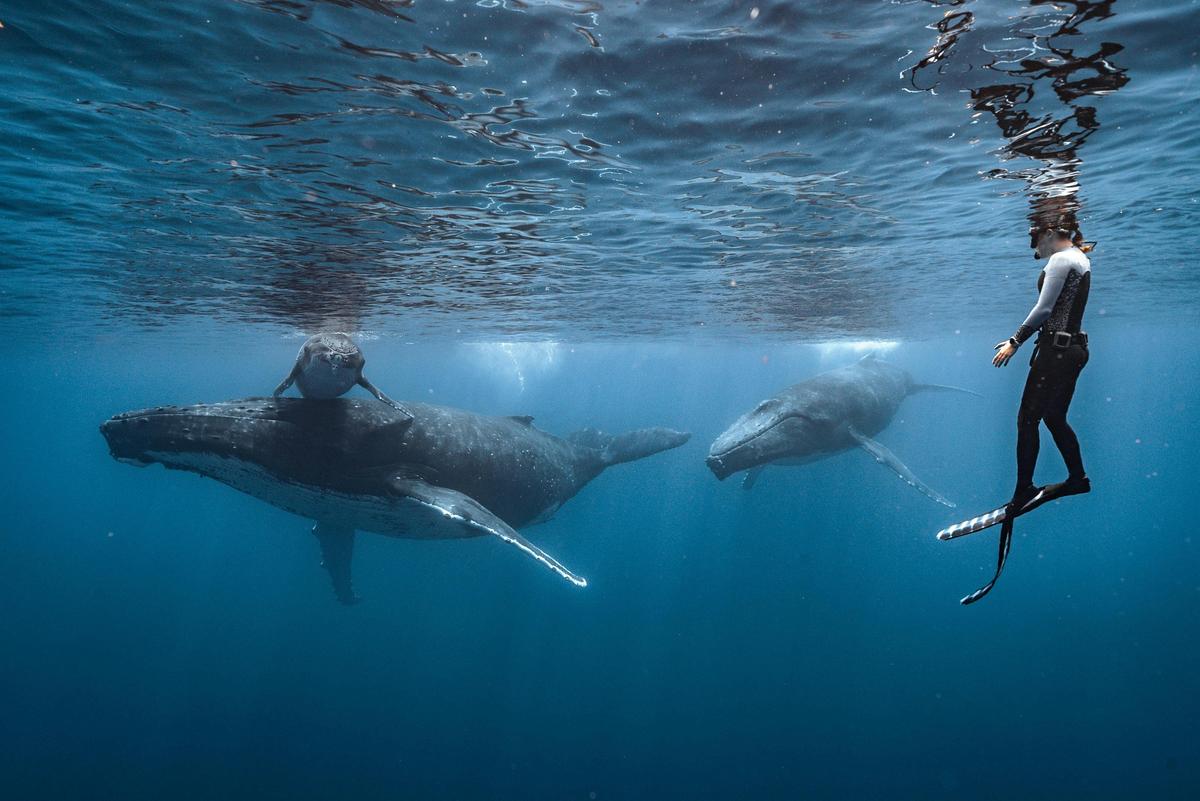 Lifechanging Ocean Encounters