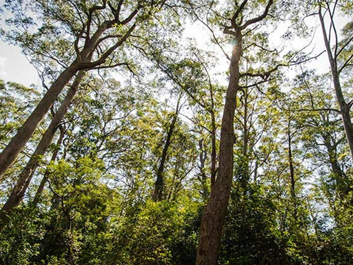 Lagoon Pinch picnic area, Barrington Tops National Park. Photo: John Spencer/NSW Government