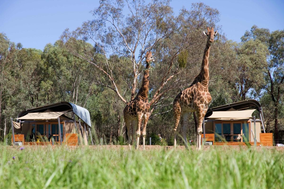 Dubbo NSW, Taronga Western Plains Zoofari, Two-Day premier overnight experience.
