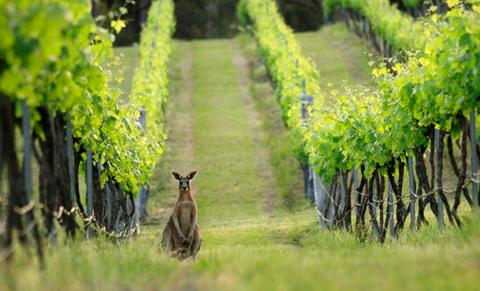 Hunter Valley NSW, Wine Country Food and Wine Lovers Tour