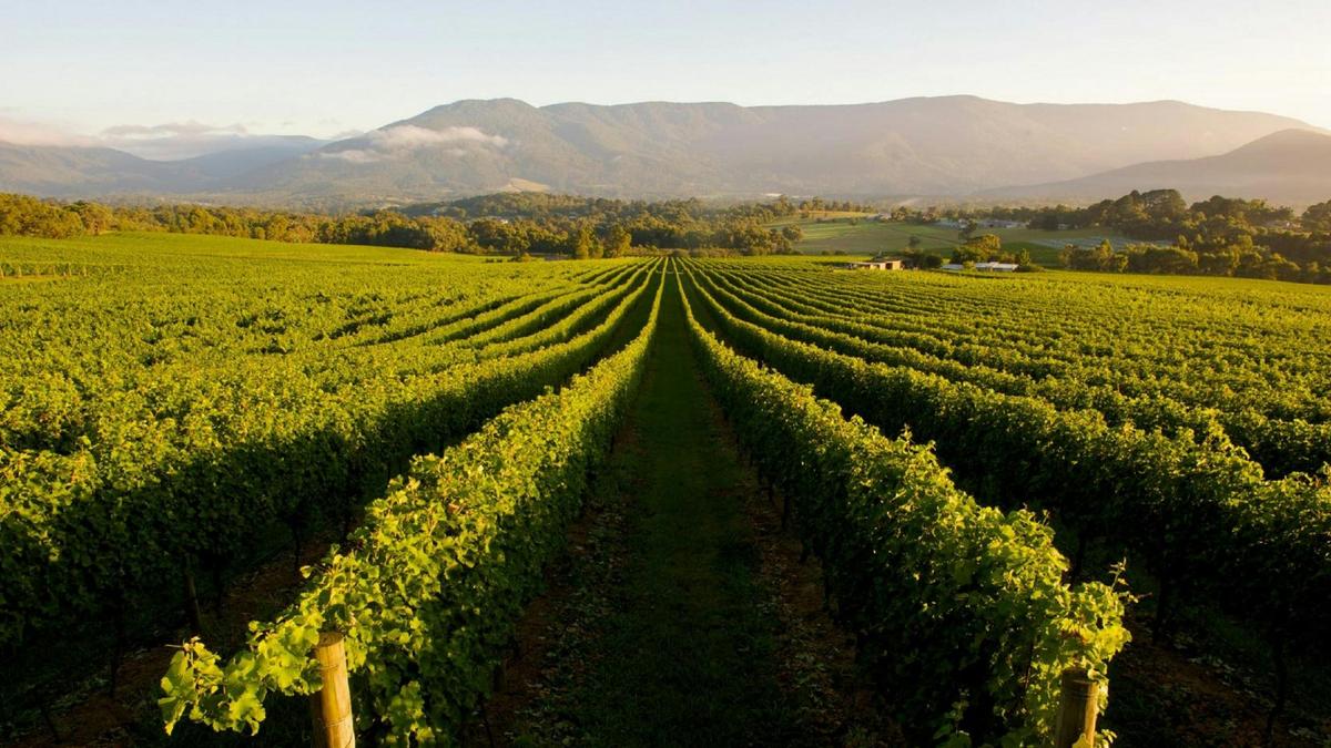 Mudgee, NSW - Boutique Wine Tour Experience