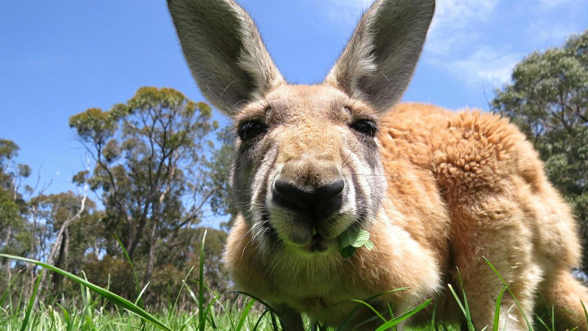 Dubbo NSW, Taronga Western Plains Zoofari, Two-Day premier overnight experience.