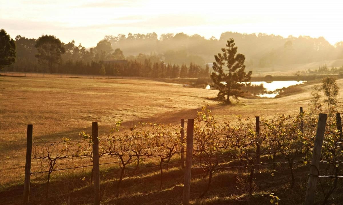 Hunter Valley NSW, Wine Country Food and Wine Lovers Tour