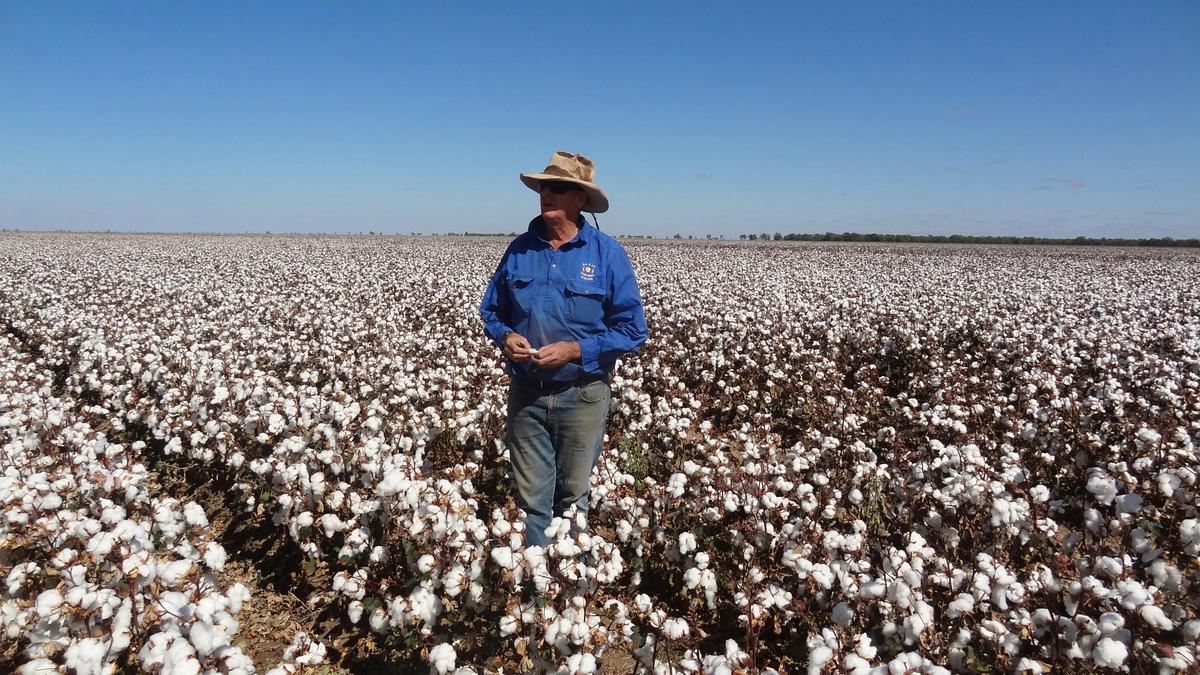 Cotton fields