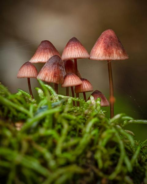Introduction to Fungi Photography - Fungi Feastival - Wallagoot