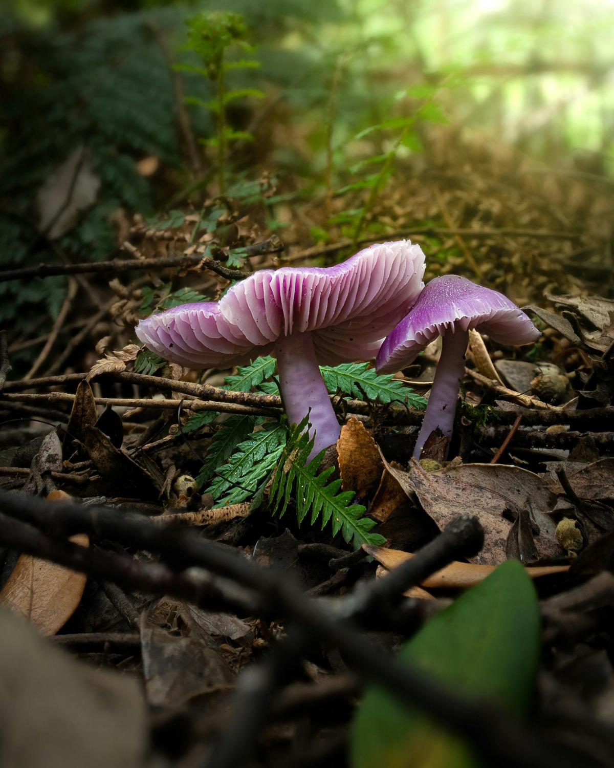 Fungi