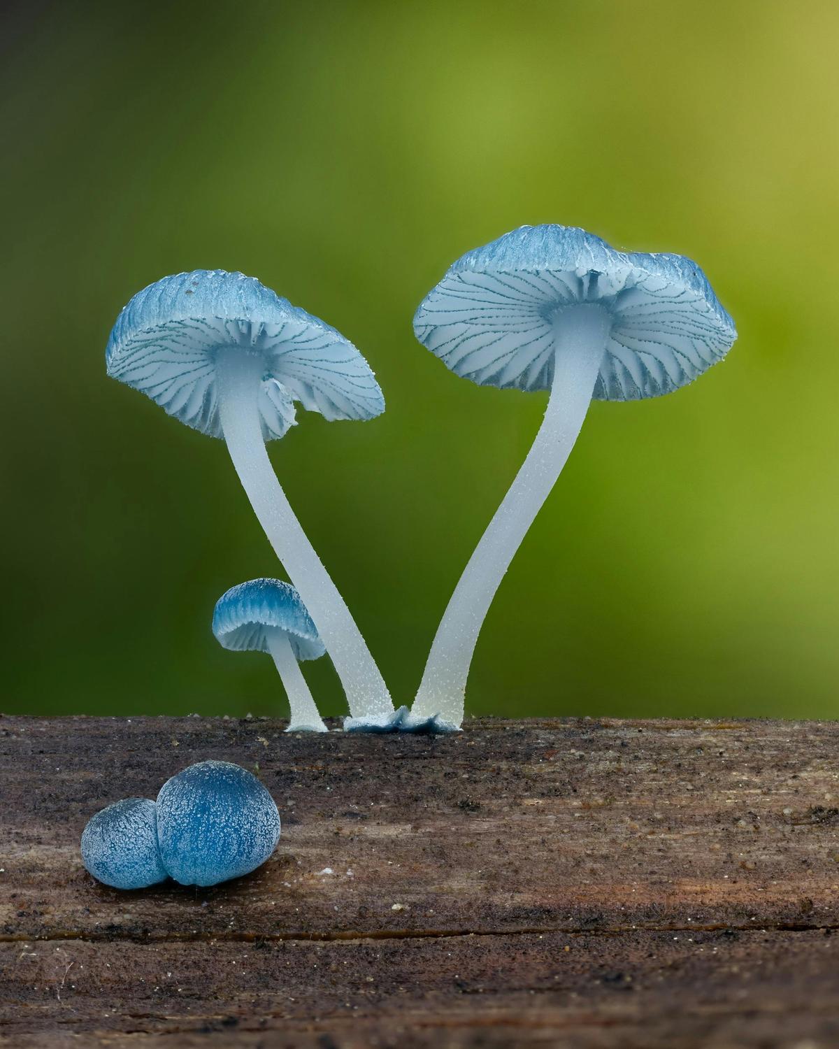 Fungi