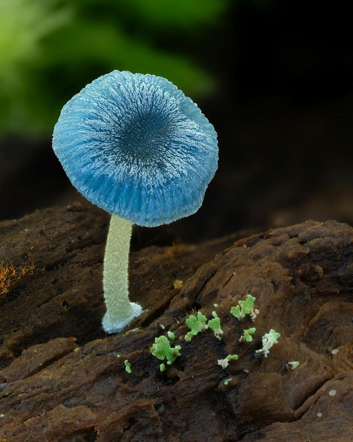 Fungi