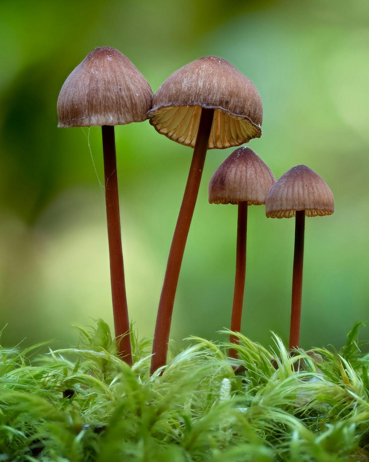 Fungi