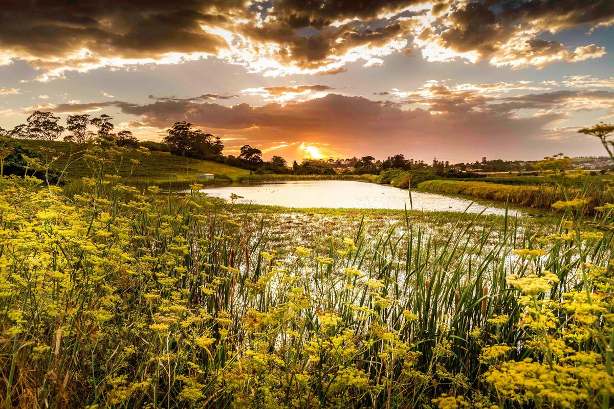 Live Tunes & Vineyard Views at Crooked River Estate