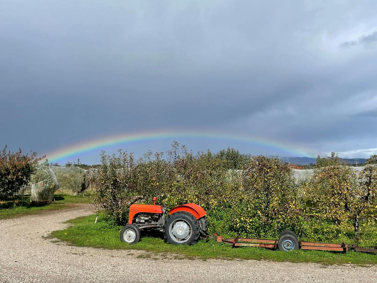 Rainbow over orchard and tractor