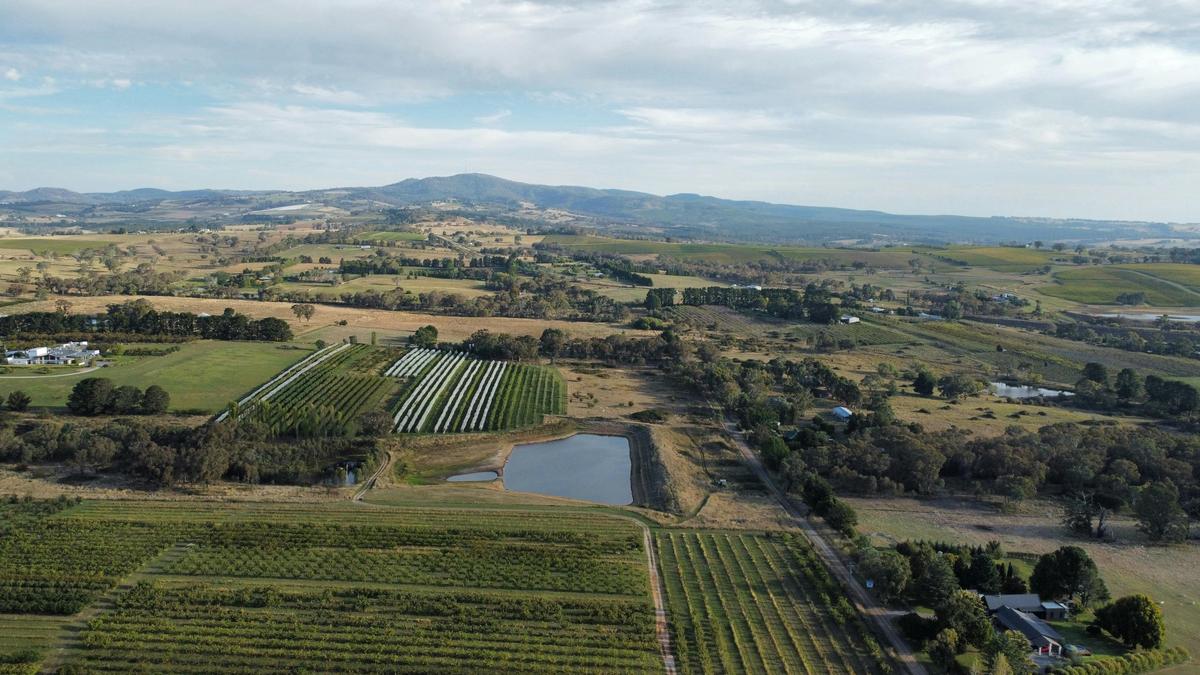 Hillside Harvest Orchard