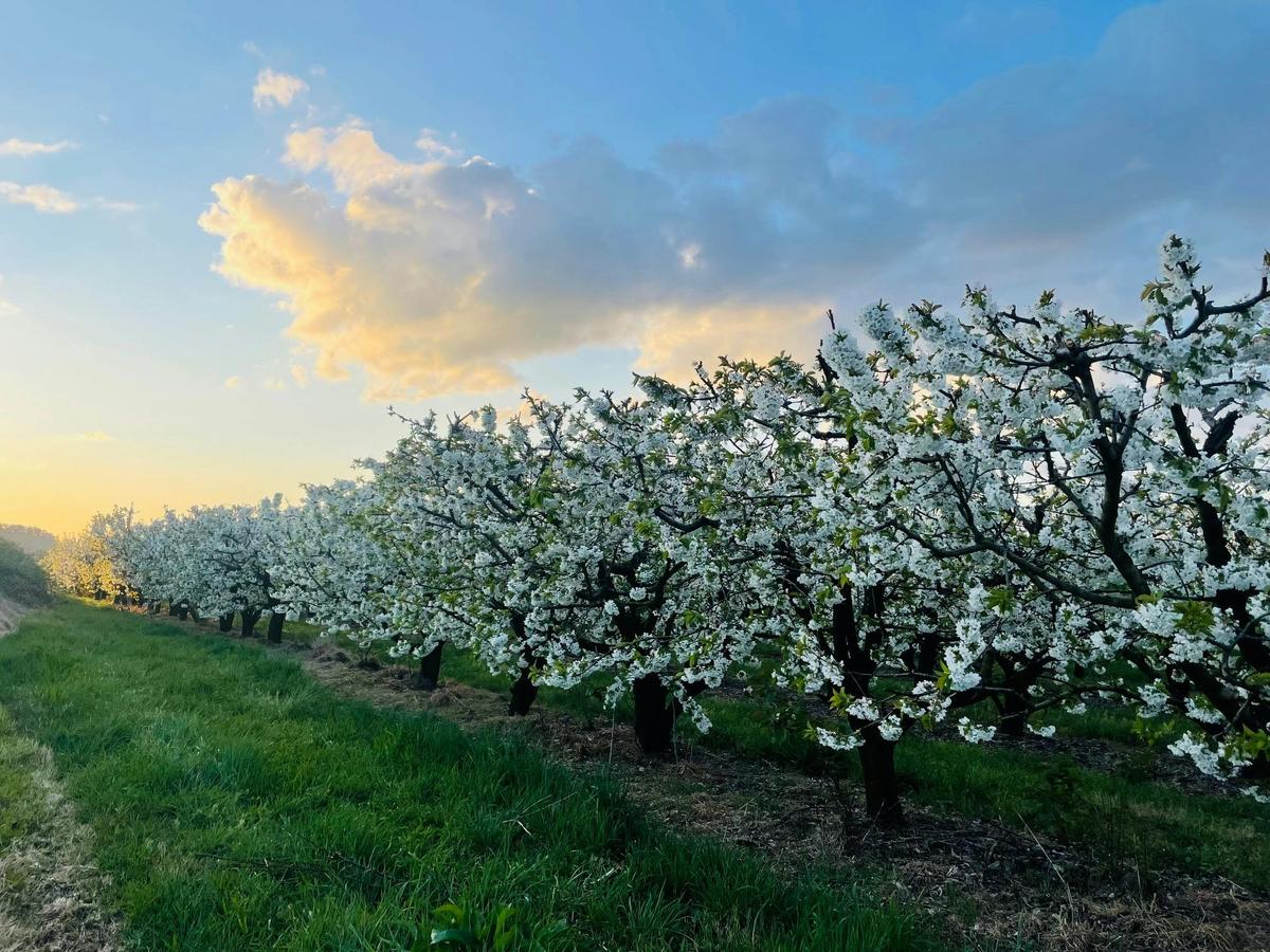 Cherries in blossom