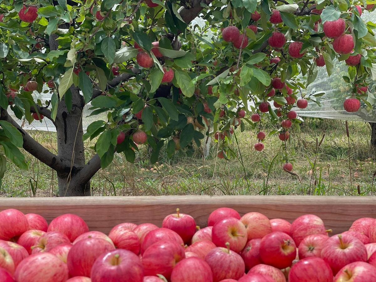 Bin of apples in orchard