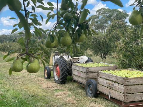 Hillside Harvest Orchard
