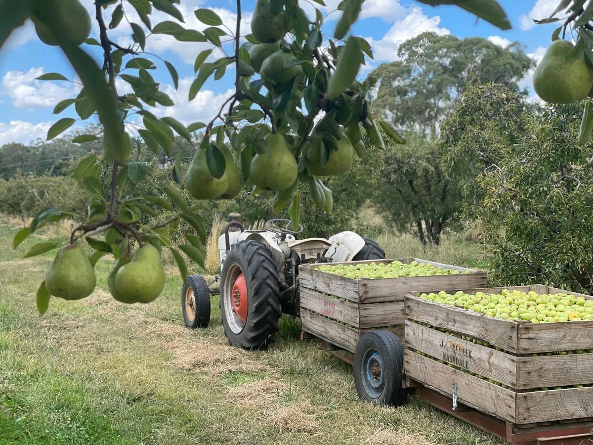 Pears and tractor