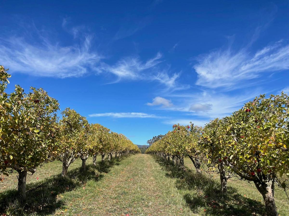 Orchard in Autumn