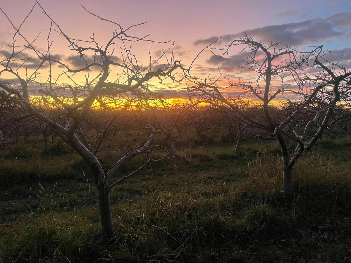 Sunset in winter orchard