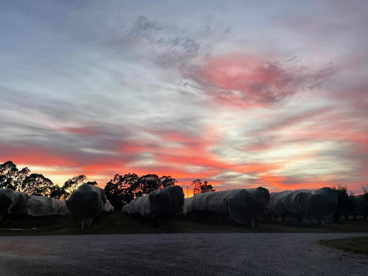 Orchard at Sunset