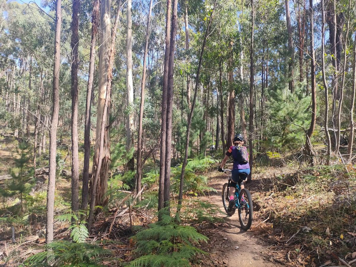 Mountain Biking at Djuwang Baring Creswick Trails