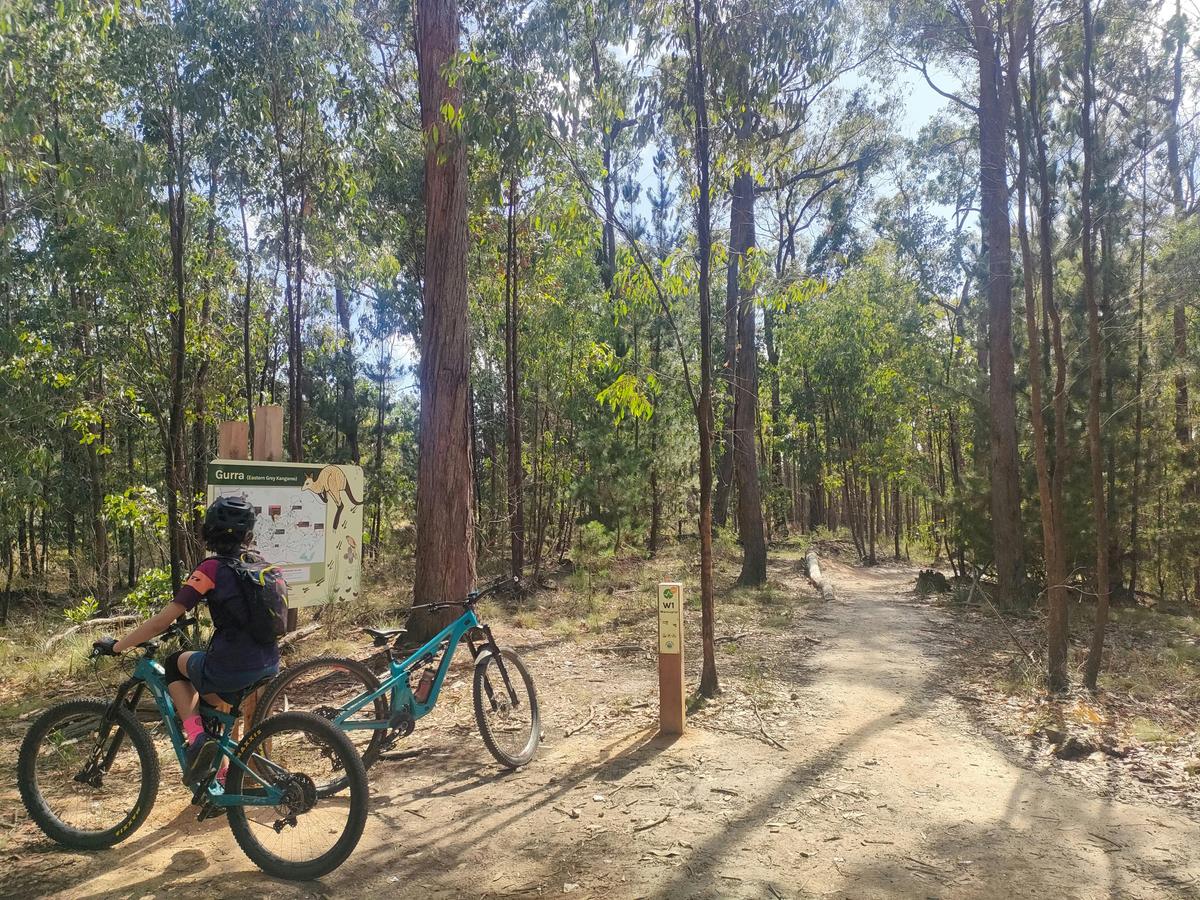 Gurri Trail at Djuwang Baring Creswick Trails