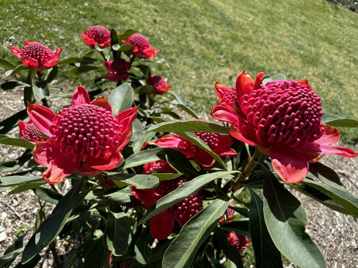 Guided Tours - Southern Highlands Botanic Gardens