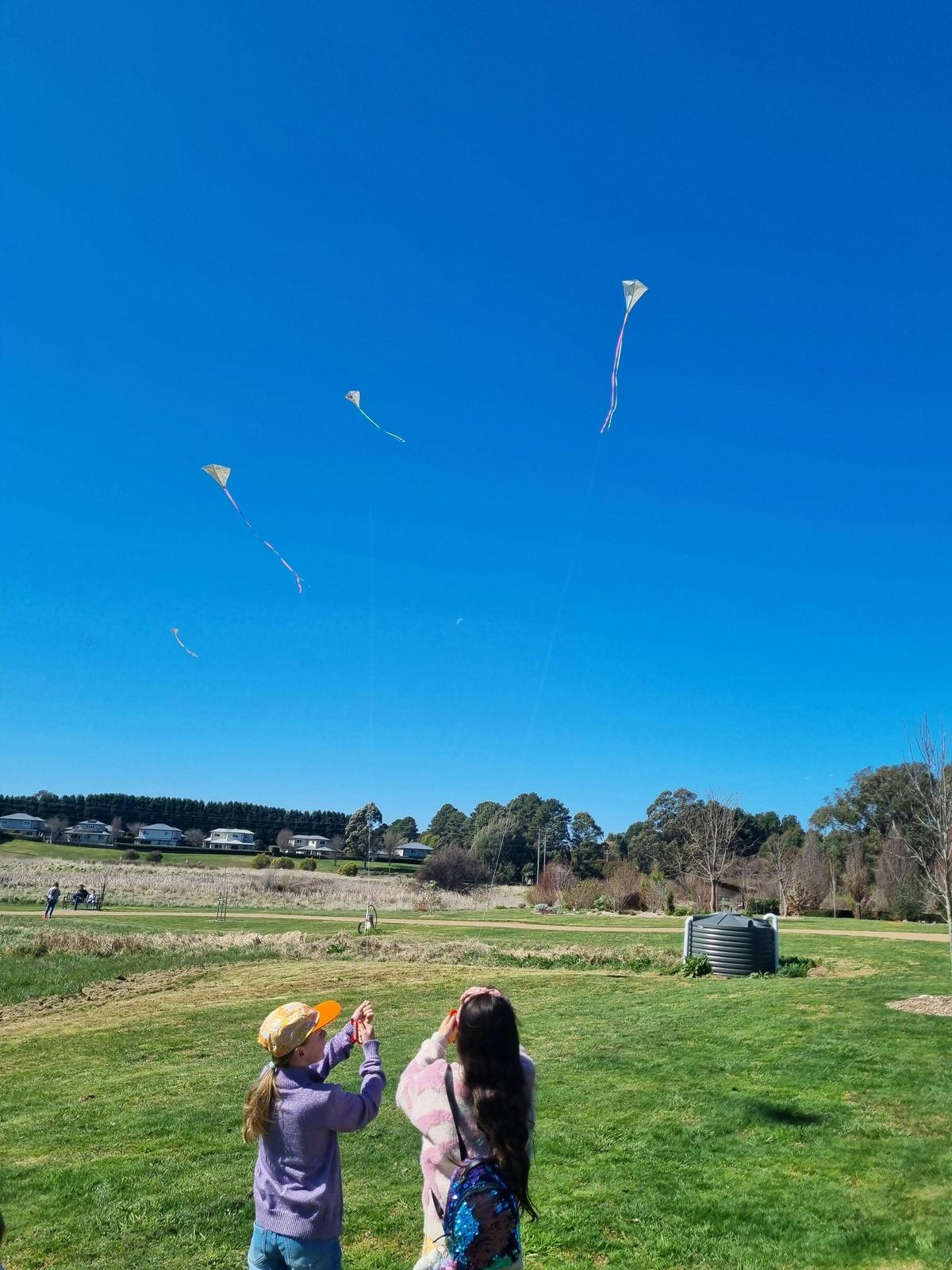 Kites soaring in the sky