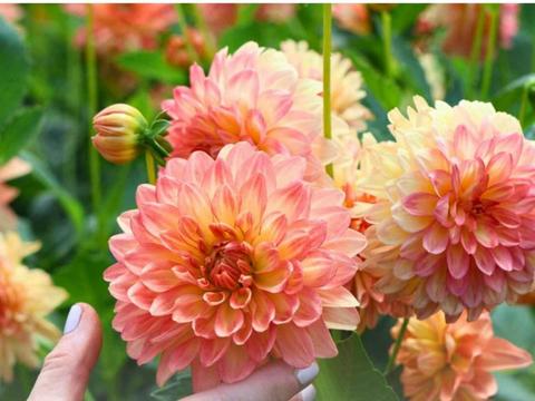 Dahlia Propagation and Management Workshop