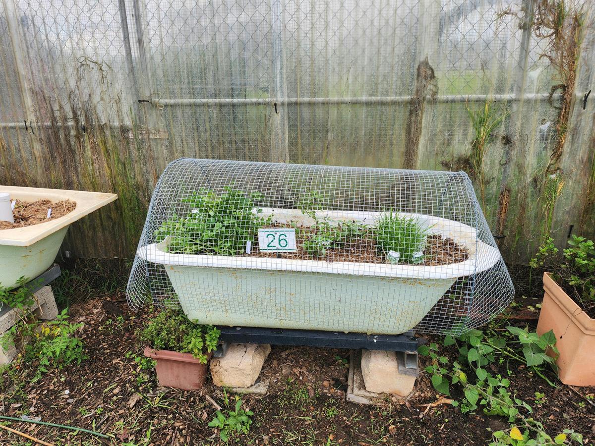 Repurposed bath at Springwood Community Garden