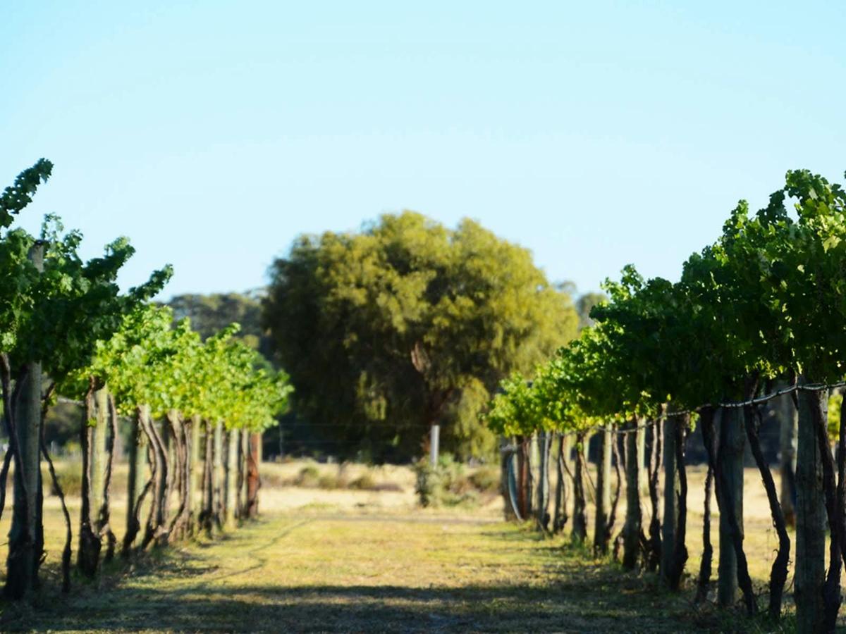 Barham Vines Vineyard