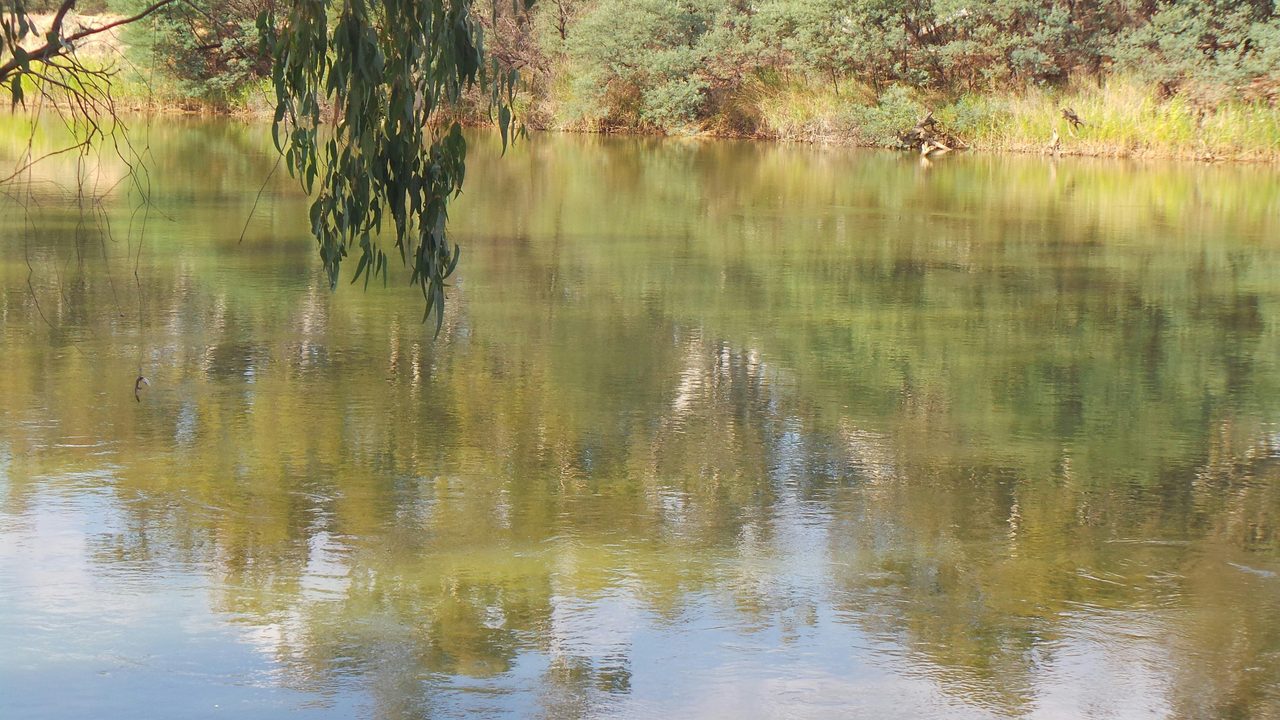 Murray River at Lions Park South Corowa