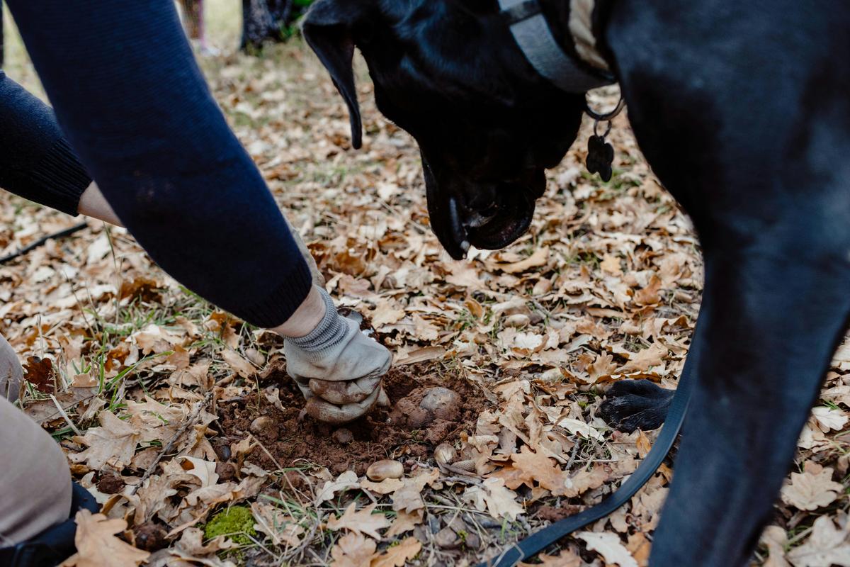 Black Tie and Gumboot Truffle Hunt and Dinner