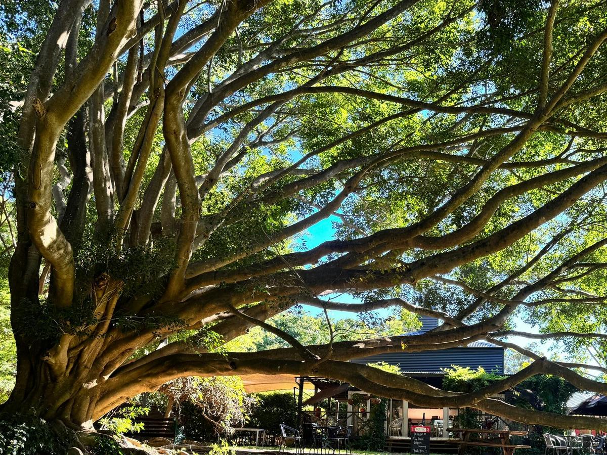 Giant fig trees in the garden at Garden Mania attracting a wealth of bird life