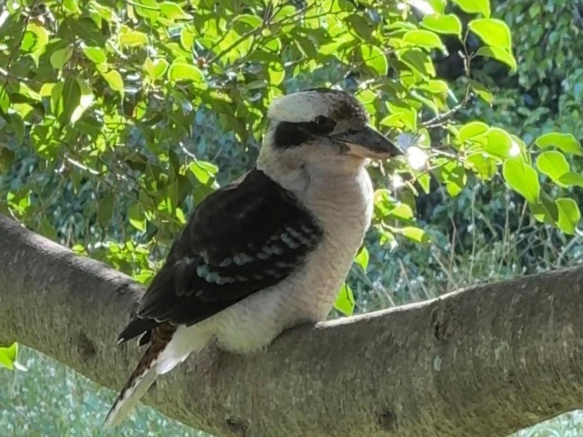 The lush gardens at Garden Mania attract so much wonderful birdlife