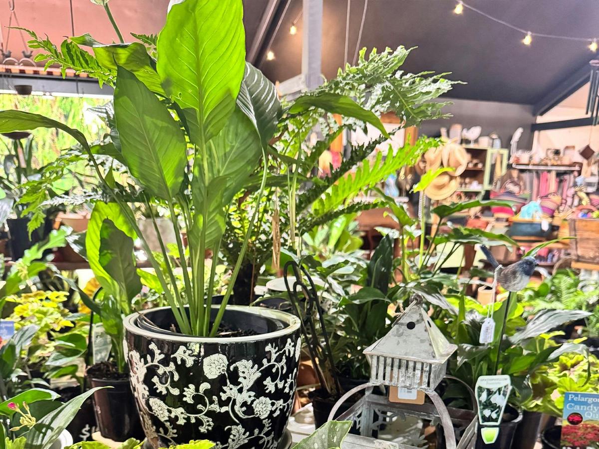 Indoor plants and exotic pots at The Cotton Shed