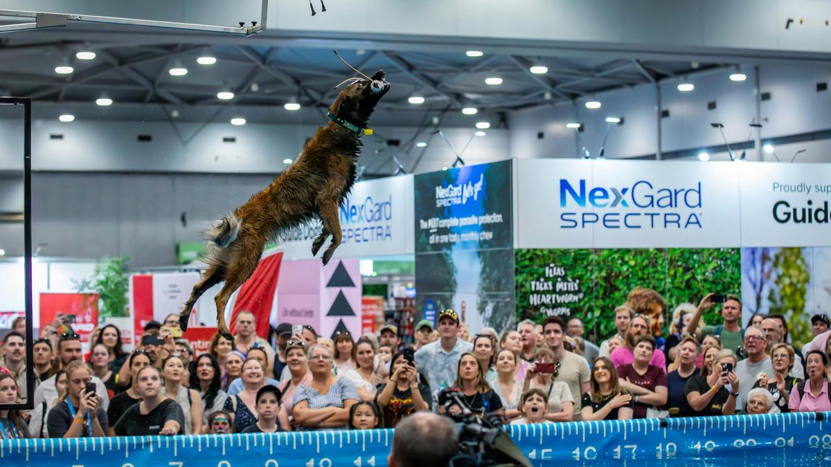 Dog Lovers Festival