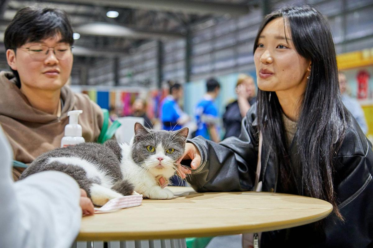 Cat Lovers Festival