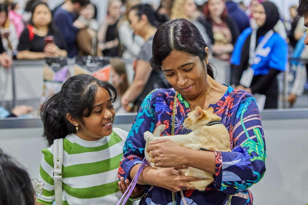 Cat Lovers Festival