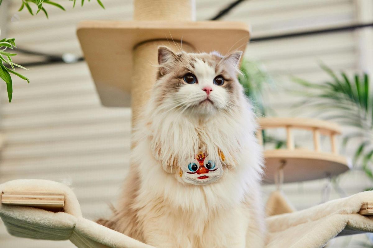 Cat Lovers Festival