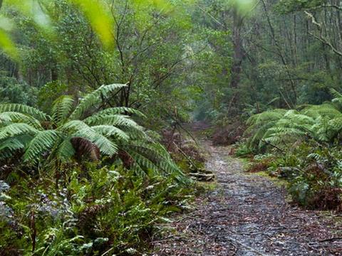 Monga National Park