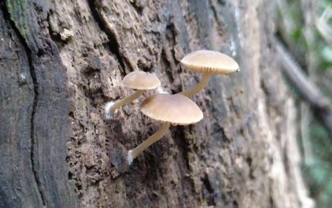 Day time fungus stroll