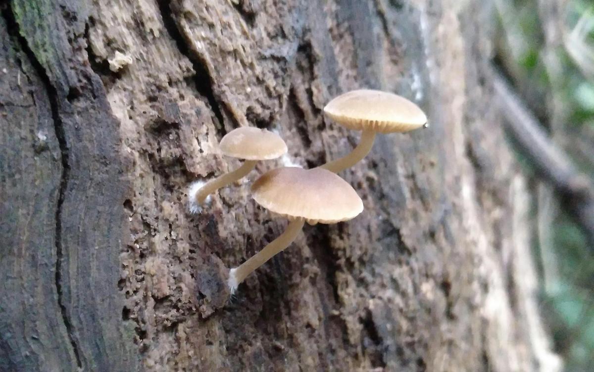 Day time fungus stroll