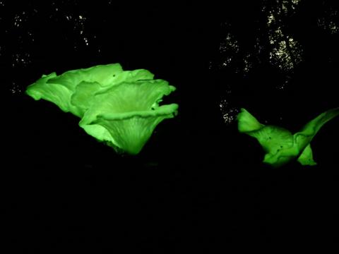 Glenrock Ghost Fungus Tours