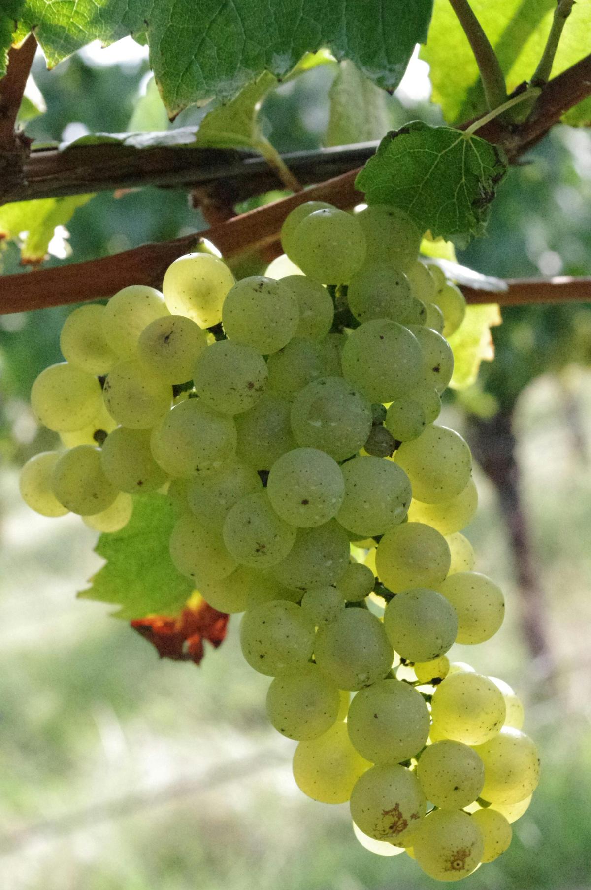 Chardonnay