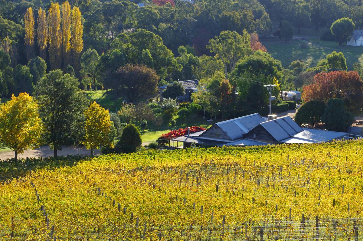 Autumn at Ensay Winery