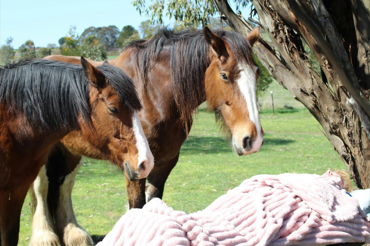 Healing time with the Herd @ Heart of the Horse