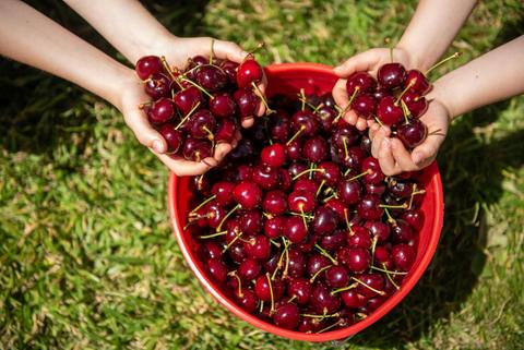 CherryHill Orchards