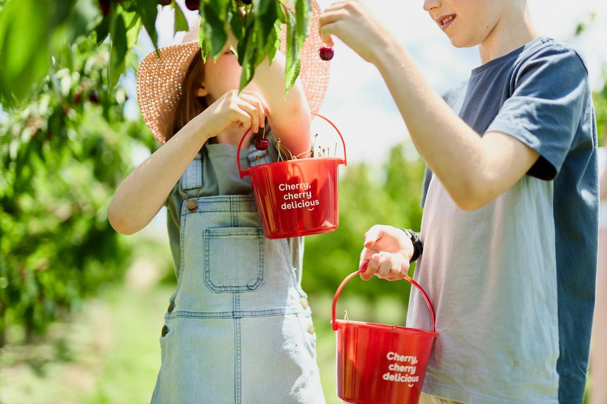 Kids picking cherries with red bucket