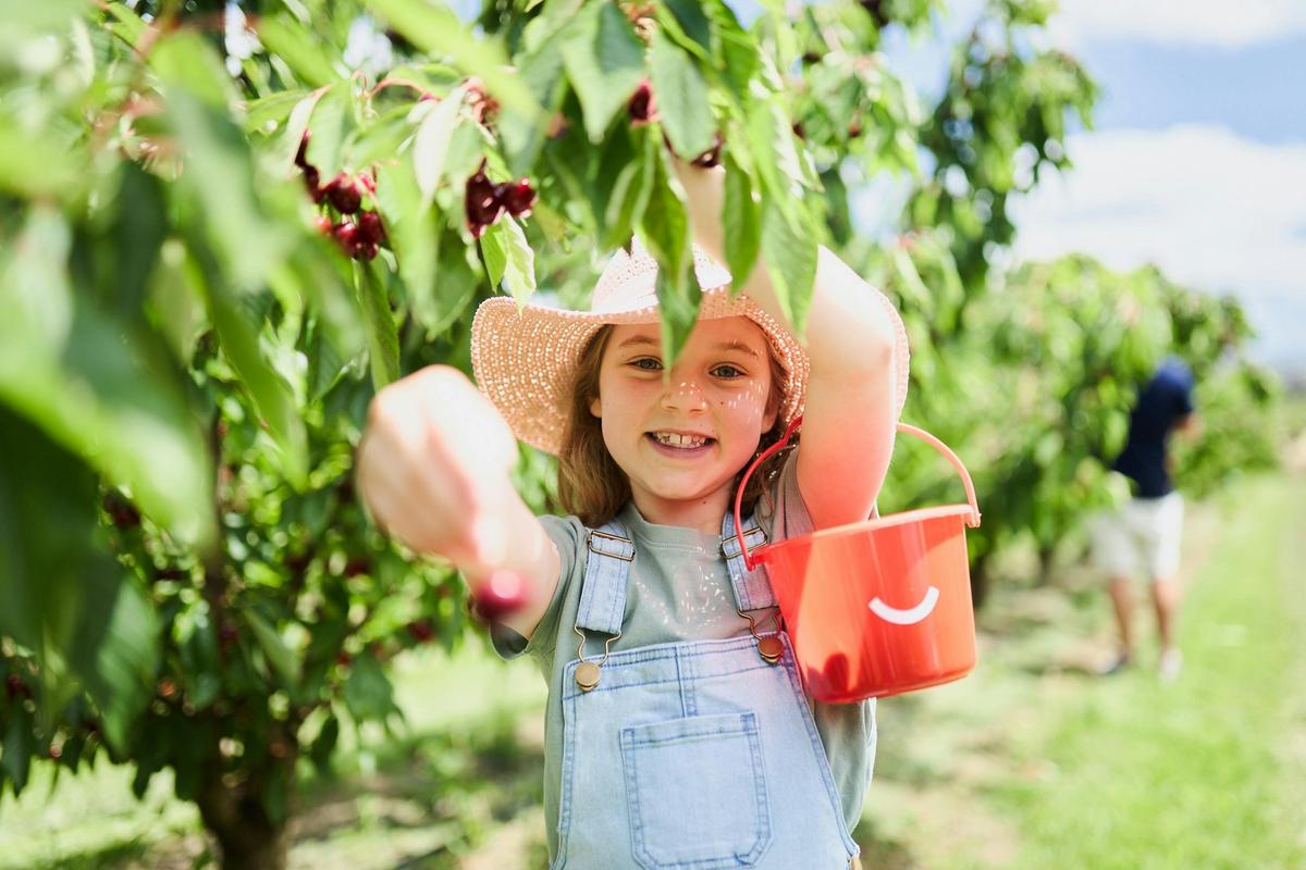 Young girl picking cherries and holding red bucket